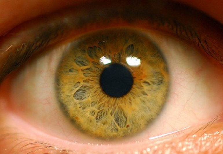 Исследование: роль иммунитета в лечении ретинопатии
