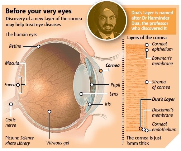 В глазах человека найдена новая структура, связанная с развитием глаукомы