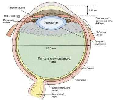 retina_anatomy.jpg